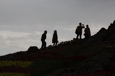 بازدید کنندگان دشت لاله های روستای کُندُر