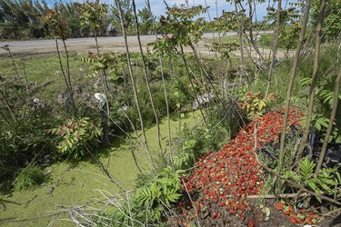 ریختن توت فرنگی های خراب در حاشیه رود خانه باعث تخریب محیط زیست شده است /مازندران
