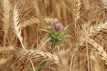 عکس | برداشت گندم در شوشتر