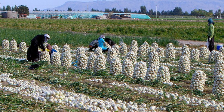 پیاز و گوجه روی دست کشاورزان ماند/ وزارت جهاد کشاورزی توپ را به زمین تولید کنندگان انداخت