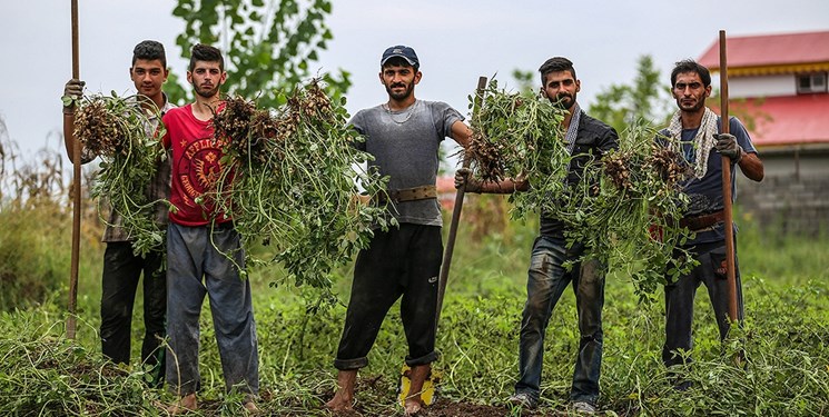 کشت بادام در آستانه‌اشرفیه آغاز شد