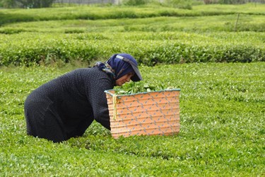 عکس| آغاز برداشت برگ سبز چای ایرانی