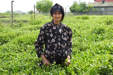 عکس| آغاز برداشت برگ سبز چای ایرانی