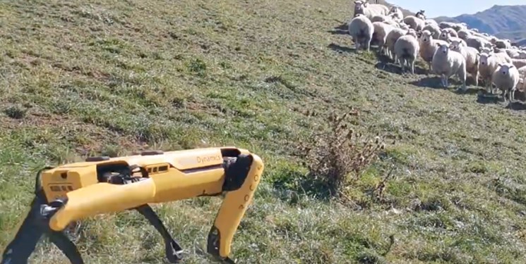 چرای گوسفندان در نیوزلند با ربات