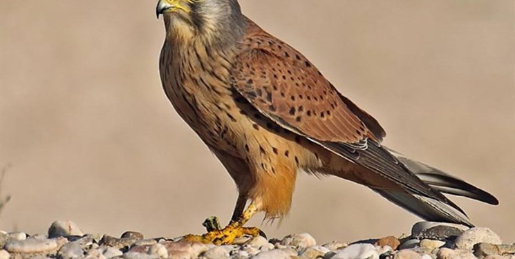 کشف 15 جوجه پرنده شکاری ظرف یک هفته در خراسان رضوی