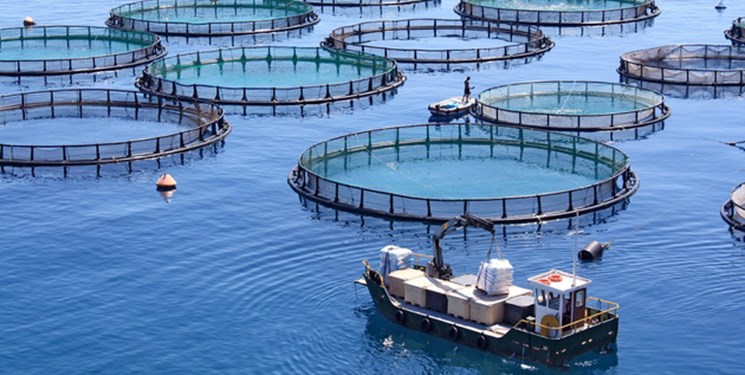 آمادگی قفس‌های دریایی گیلان برای پرورش ۱۰۰۰ تن ماهی