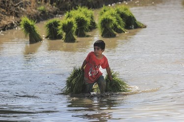 همه افراد خانواده دشت سوسنی ها، مثل شالیکاران شمال ایران در نشاءکاری مشارکت دارند.