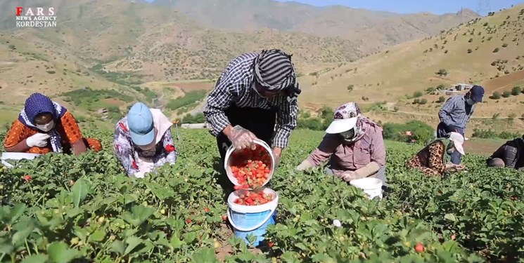۶۲ درصد کل تولید توت فرنگی کشور در استان تولید می شود/ کردستان رتبه اول تولید توت فرنگی کشور را دارد