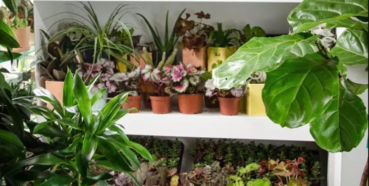 اثرات معجزه‌آسای گیاهان آپارتمانی بر سلامت