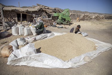 برآورد می‌شود امسال خرید گندم مازاد بر نیاز کشاورزان در استان کرمانشاه به ۶۷۰ هزار تن برسد.
