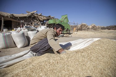 هیچ مشکلی برای خرید گندم مازاد بر نیاز کشاورزان استان در استان وجود ندارد.