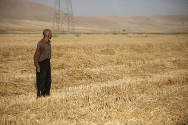  91 هزار هکتار گندم آبی در استان کرمانشاه کشت شده است.