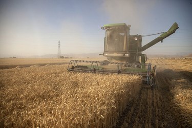 پیش بینی می‌شود 870 هزار تن گندم از مزارع استان کرمانشاه برداشت شود.