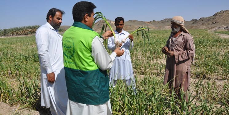 نظارت مستمربر  روند تولید محصولات کشاورزی در سیستان و بلوچستان