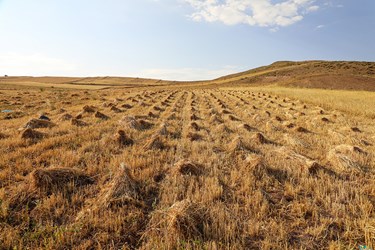 گندم بعد از دِرو شدن در سطح مزرعه به صورت دسته های کوچکتر کنارهم چیده می شود . 