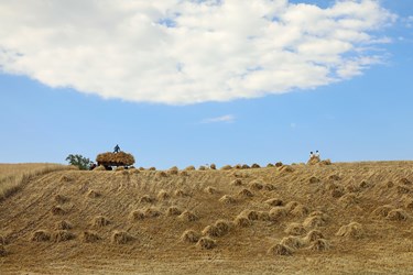 گندم ها برای انتقال  به محل خرمن کوبی بارگیری می شود.