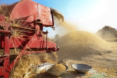 کشاورزان از کمباین و تراکتور برای جدا کردن گندم از ساقه استفاده می کنند که این کار در قدیم  به وسیله خرمن کوب که به حیوانات می بستند انجام می شده 