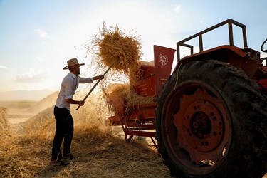 کشاورزان از کمباین و تراکتور برای جدا کردن گندم از ساقه استفاده میکنند که این کار در قدیم به وسیله خرمن کوب که به حیوانات می بستند انجام می شده.