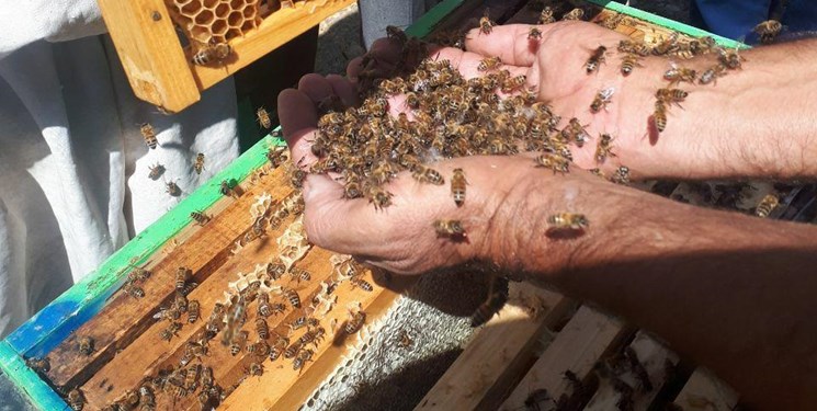 فعالیت ۳۱۷۲ زنبورستان در زنجان