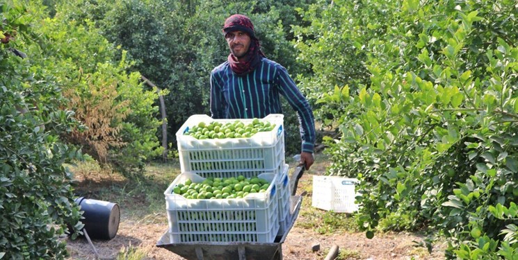 لیموترش «رودان» در حسرت صنایع تبدیلی/ بی‌توجهی به محصول جهانی هرمزگان همچنان ادامه دارد+عکس