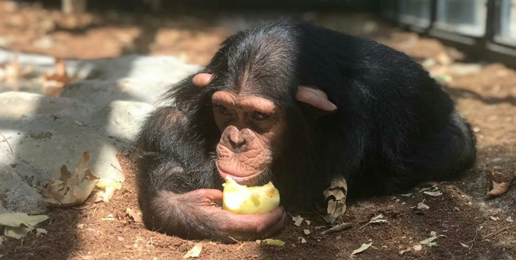 تعلل دوباره محیط زیست درباره تنها بچه‌شامپانزه ایران / «باران» تا یک ماه دیگر منتظر تدوین پروتکل‌ها بماند