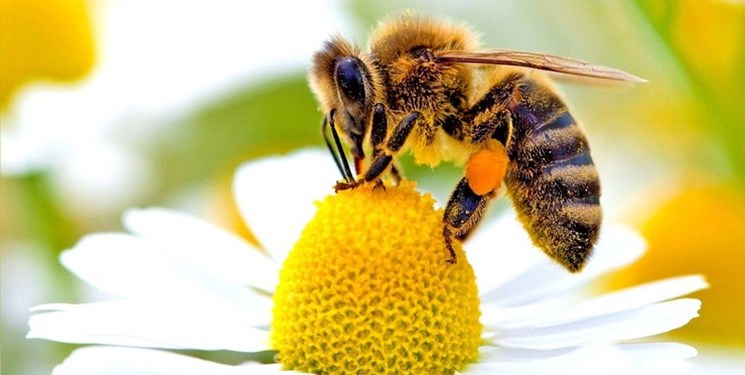 تولید بیش از 1000 تن عسل در مشهد