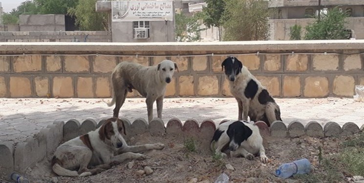 غذای سگ خیابانی