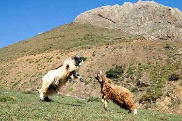 منطقه کوهستانی روستای ناتِر  شهر مرزن آباد