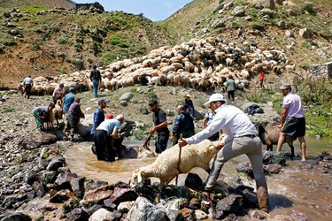 دامداران گوسفندان را برای شست‌وشو وارد رودخانه می‌کنند