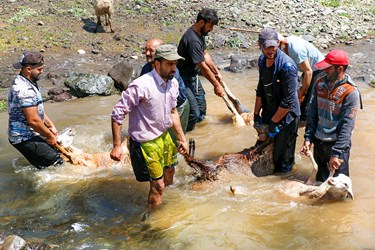 شست‌وشوی گوسفندان توسط دامداران  روستای ناتِر  شهر مرزن آباد