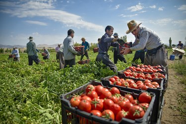 کارگران در حال انتقال سبدهای آماده شده پس از برداشت گوجه فرنگی به سمت کامیون جهت انتقال به بازار مصرف روزانه و کارخانه‌های مواد غذایی 