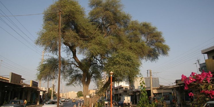 ثبت ۵ درخت قدیمی استان بوشهر در فهرست آثار ملی طبیعی