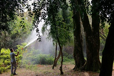 عمليات سم پاشی  درختان شمشاد در پارك جنگلي سي سنگان نوشهر 