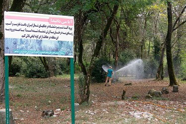 عمليات سم پاشی  درختان شمشاد در پارك جنگلي سي سنگان نوشهر 