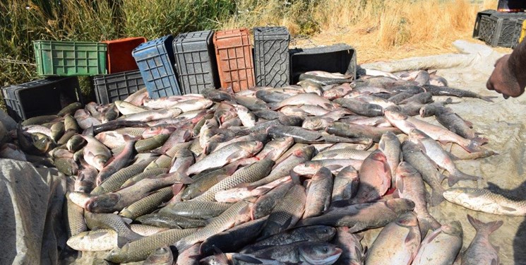 صادرات ماهی از گلپایگان به کردستان عراق