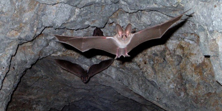 بزرگترین غار خفاش ایران را بشناسید/ وجود 25 هزار خفاش در یک مکان
