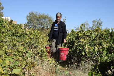 برداشت انگور در روستای هزاوه