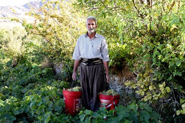 برداشت انگور در روستای هزاوه
