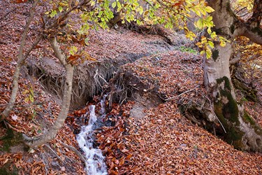 پوشيده شدن سطح جنگل از برگهاي خشك  جنگلي 