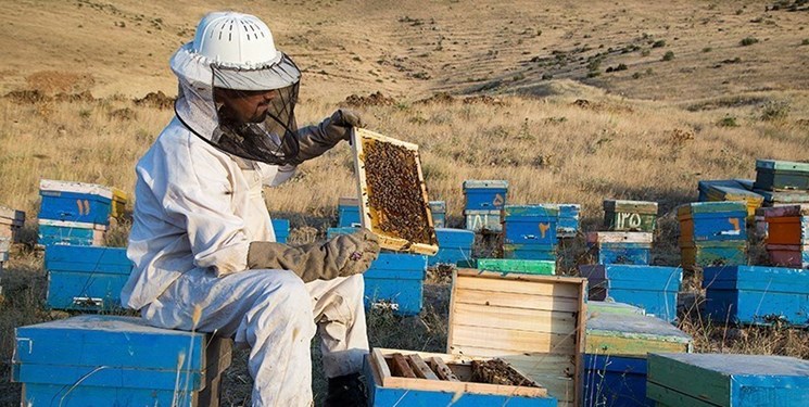 اشتغالزایی ۱۰۰۰ نفره زنبورستان‌های خراسان‌جنوبی | تولید عسل ۲ برابر شد