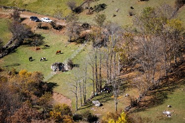 جذابیت پاییزی جنگل بالابند باعث حضور گردشگران در این منطقه می‌شود