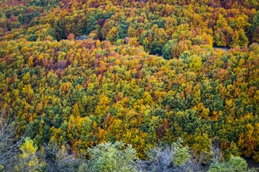 پاييز جنگل‌های كوهستانی