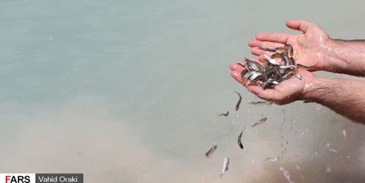 رهاسازی بیش از ۷ میلیون قطعه انواع بچه ماهی در منابع آبی آذربایجان‌غربی