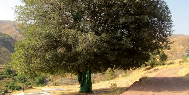 ثبت 5 درخت کهنسال کرمان در فهرست آثار ملی