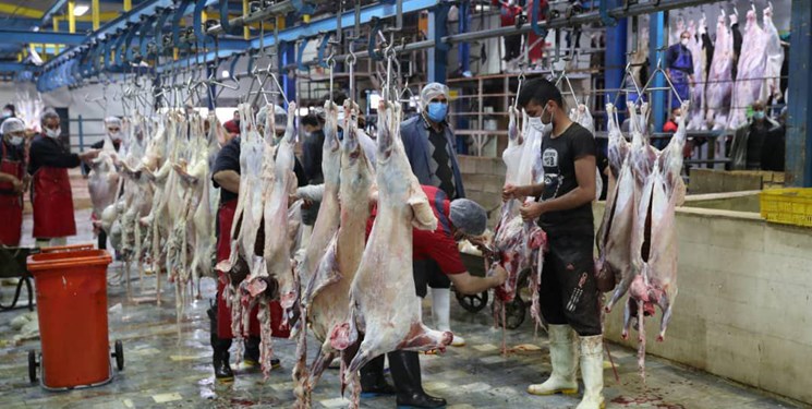 تولید بیش از ۱۶ هزار تن گوشت قرمز در قزوین طی پنج ماه گذشته