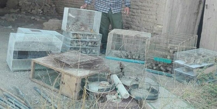 کشف بیش از 180 چکاوک از یک صیاد پرندگان وحشی در مشهد
