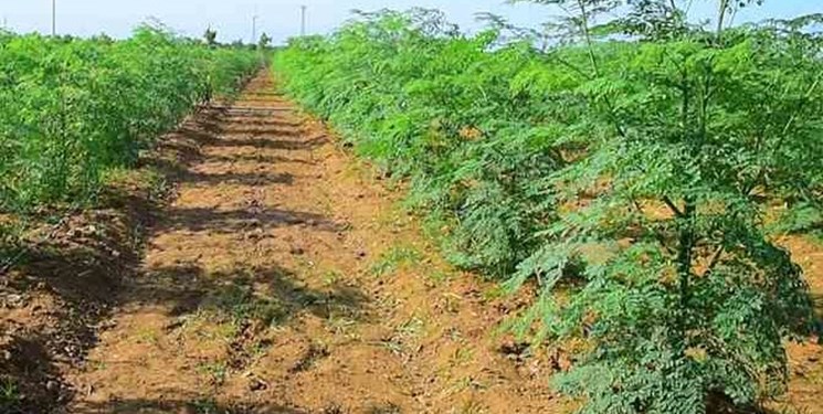 کاشت گیاه دارویی مورینگا برای نخستین بار در عرصه‌های طبیعی فارس