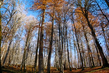 توده جنگلي راش در ارتفاع جنگلهاي كلارآباد شهرستان عباس آباد 
