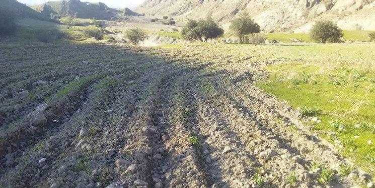 دشت نرگس کهگیلویه زیر شخم سودجویان+فیلم
