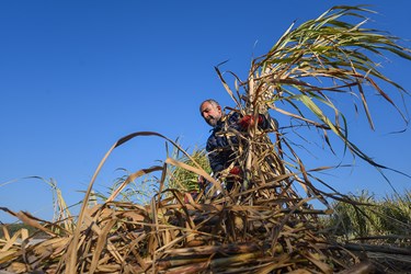 برداشت نیشکر از مزارع روستای ریکنده استان مازندران که اکثرا به صورت سنتی و با دست انجام می‌شود.